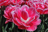Hearts Desire Tulip Seeds