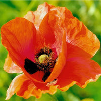 Orange Glow Oriental Poppy