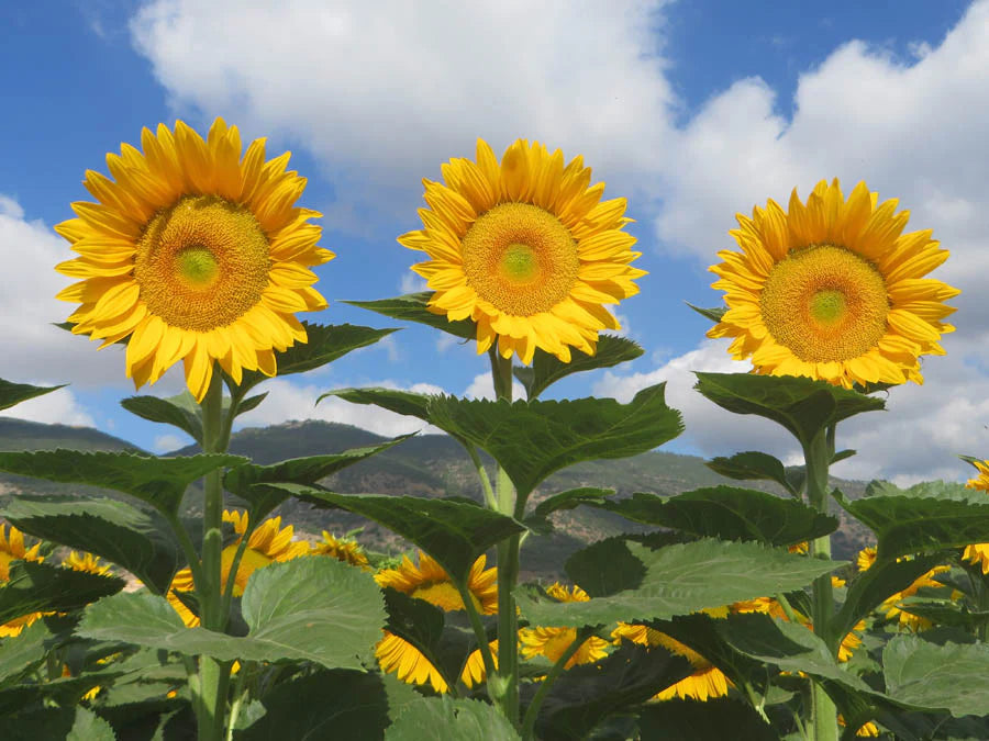 Heirloom Non-GMO Sunrich Gold Sunflower Seeds for Planting – Bright, Pollen-Free Blooms for Cutting Gardens - Non-GMO for planting in home garden