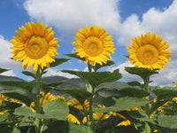 Heirloom Non-GMO Sunrich Gold Sunflower Seeds for Planting – Bright, Pollen-Free Blooms for Cutting Gardens - Non-GMO for planting in home garden