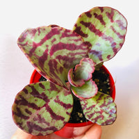 Heirloom (Heirloom scientific name) for planting in garden