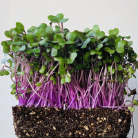 Cabbage, Red – Microgreen Seed