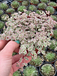 Heirloom Little Missy Plant Seeds, Non-GMO Colorful Succulent Groundcover for Garden Planting