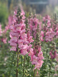 Potomac Lavender Snapdragon Seed
