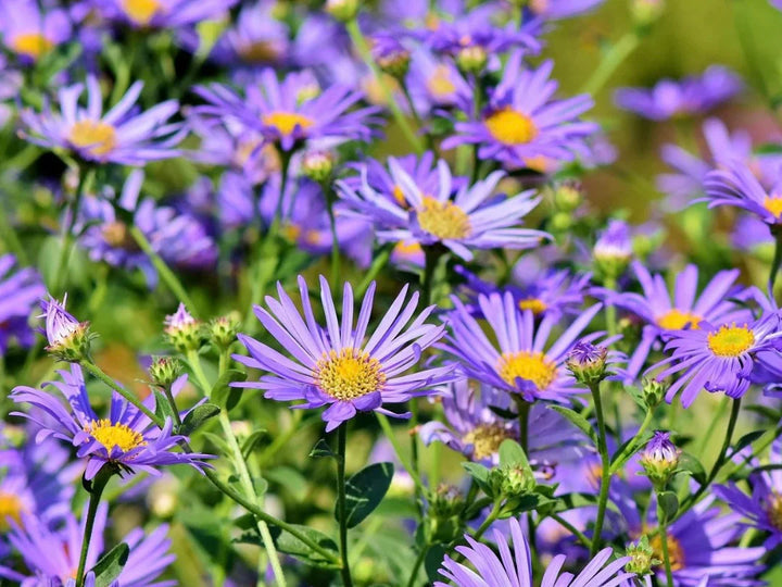 Elliott's Aster Flower Seeds – Heirloom, Non-GMO Flower Seeds for Planting