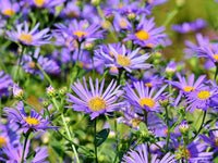 Elliott's Aster Flower Seeds – Heirloom, Non-GMO Flower Seeds for Planting