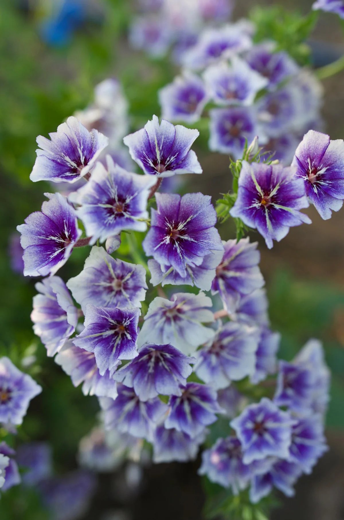 Phlox Drummondii Flower Seeds