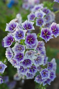 Phlox Drummondii Flower Seeds