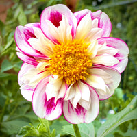 Dahlia 'Bumble Rumble' - Collarette Flower Seeds for Planting – Heirloom, Non-GMO Garden Bloom Seeds