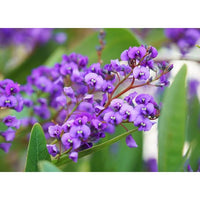 Heirloom Hardenbergia Flower Seeds – Non-GMO Seeds for Colorful Climbing Garden Planting - Hardenbergia for planting in home garden