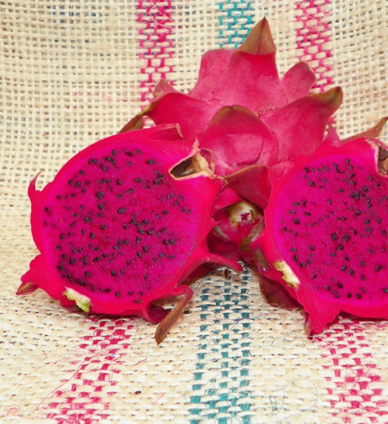 Dragon Fruit- Zamorano (Cutting)