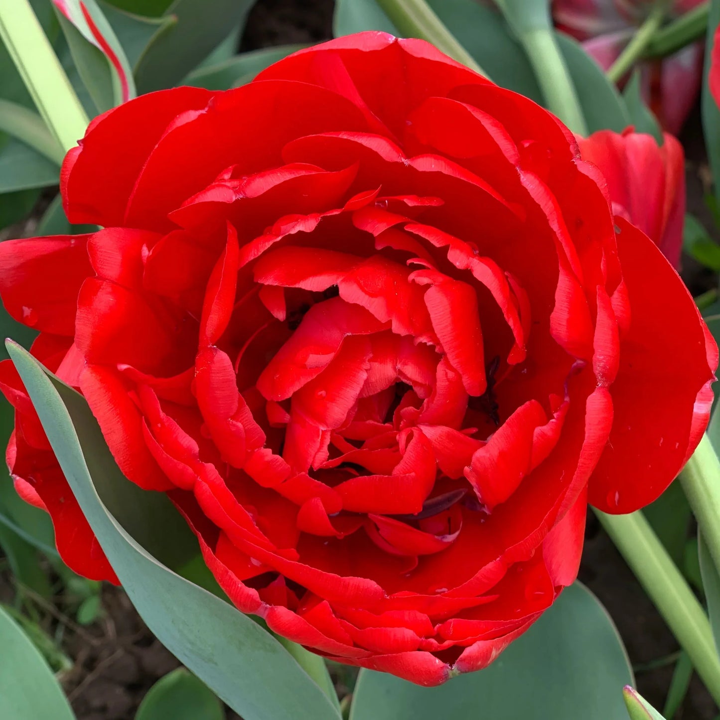 Scarlet Majesty Tulip Seeds