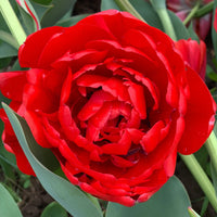 Scarlet Majesty Tulip Seeds