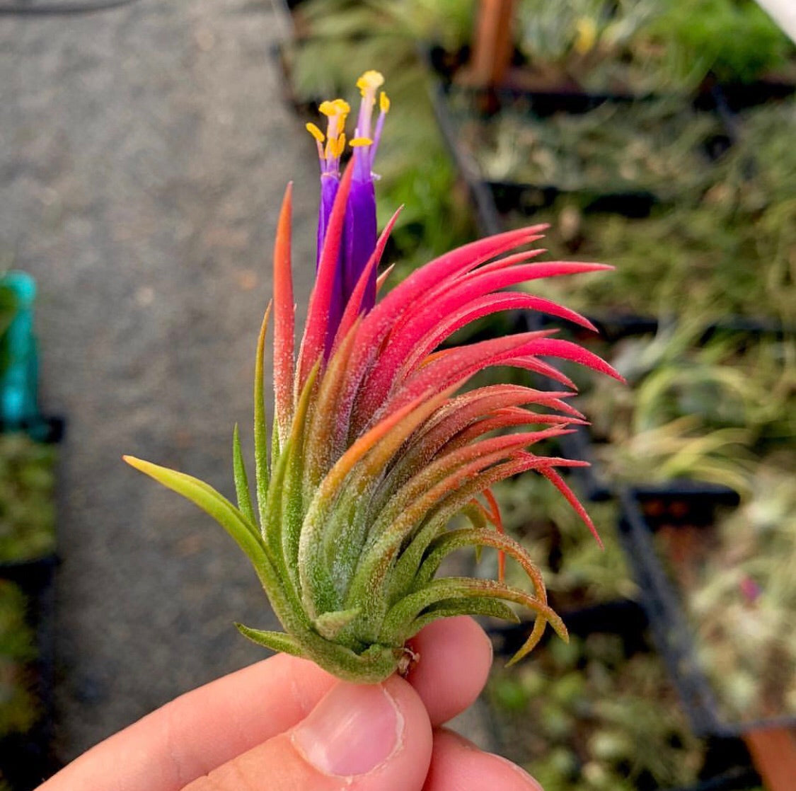 Heirloom Non-GMO Tillandsia Ionantha Plant Seeds for planting in home garden
