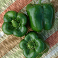 Green Machine – Bell Pepper Seed