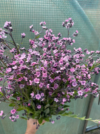 Forget Me Not, Chinese- Mystic Pink