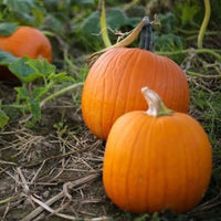 Rival PMR – Treated Pumpkin Seed