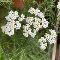 Heirloom Achillea Millefolium Flower Seeds for Planting, Non-GMO