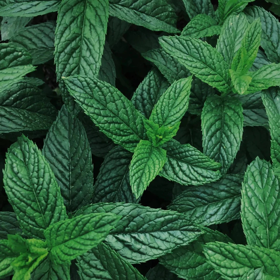Peppermint Seed