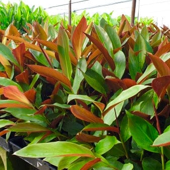 Native Ginger- Redback