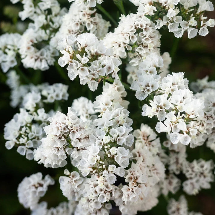 Heirloom Non-GMO Limonium Sinuatum Iceberg Flower Seeds for Planting – White Everlasting Blooms