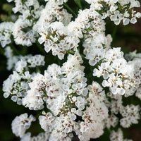 Heirloom Non-GMO Limonium Sinuatum Iceberg Flower Seeds for Planting – White Everlasting Blooms