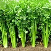 Coriander Green Aroma Vegetable Seeds