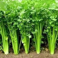 Coriander Green Aroma Vegetable Seeds