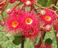Red Flowering Gum