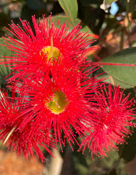 Red Flowering Gum