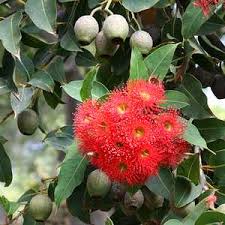 Red Flowering Gum