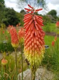 Red Hot Poker- Flamenco Mix