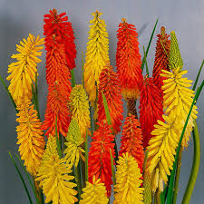 Red Hot Poker- Flamenco Mix