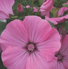 Rose Mallow- Silver Cup