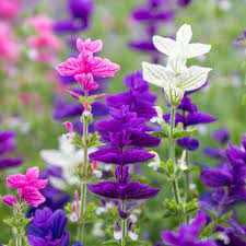 Salvia- Tricolour Mix