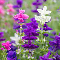 Salvia- Tricolour Mix