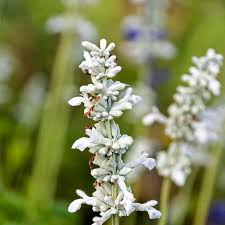 Salvia- White Victory