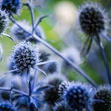 Sea Holly- Deep Blue