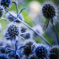 Sea Holly- Deep Blue