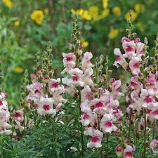 Snapdragon- Lucky Lips