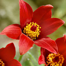 Red Pasque Flower