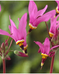 Red Wings Shooting Star