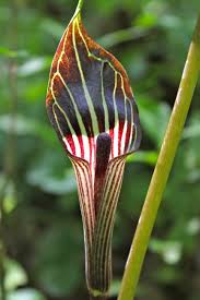 Jack in the Pulpit