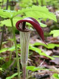 Jack in the Pulpit