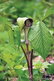 Jack in the Pulpit