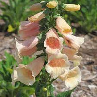 Dalmatian Peach Foxglove