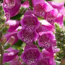 Dalmatian Rose Foxglove