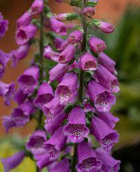 Dalmatian Rose Foxglove