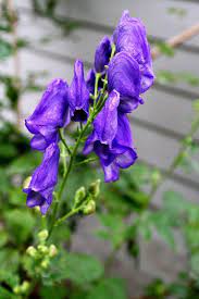 Monkshood