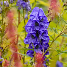Monkshood
